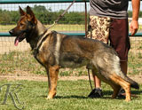 trained German Shepherd  dog for sale