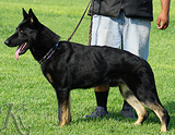 AKC registered trained personal protection german shepherd dog for sale