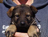 german shepherd puppy for sale