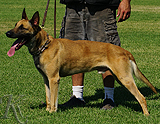 trained personal protection german shepherd dog for sale