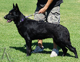 trained personal protection german shepherd dog for sale