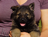 german shepherd puppy for sale