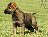 german shepherd puppies for sale