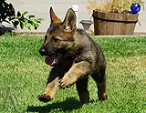 german shepherd puppy for sale