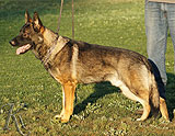 trained German Shepherd  dog for sale