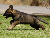 german shepherd puppy for sale