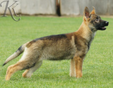 german shepherd puppies for sale