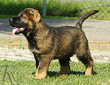 german shepherd puppy for sale