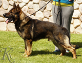 German Shepherd 