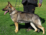 german shepherd future breeding female