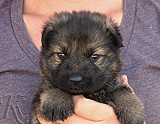 german shepherd puppy for sale