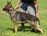 AKC registered trained personal protection german shepherd dog for sale