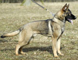 trained German Shepherd  dog for sale