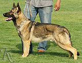 trained personal protection german shepherd dog for sale