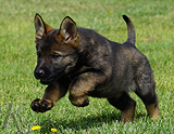 german shepherd puppy for sale