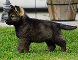 german shepherd puppy for sale