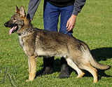 AKC registerd family companion german shepherd for sale