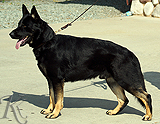 personal protection german shepherd dog for sale