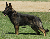 personal protection german shepherd dog for sale