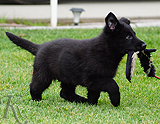 german shepherd puppy for sale