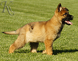 german shepherd puppies for sale