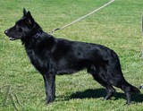 trained personal protection german shepherd dog for sale