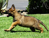 german shepherd puppy for sale