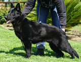 german shepherd puppy for sale