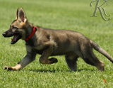 german shepherd puppy for sale