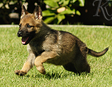 german shepherd puppy for sale