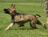 german shepherd puppy for sale