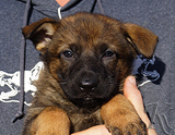 german shepherd puppy for sale