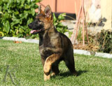 german shepherd puppies for sale