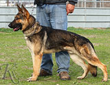 trained German Shepherd  dog for sale