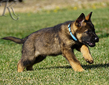 german shepherd puppy for sale