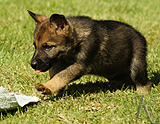 german shepherd puppy for sale