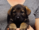 german shepherd puppy for sale