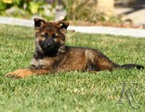 german shepherd puppies for sale