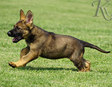 german shepherd puppy for sale