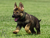 german shepherd puppy for sale