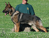 trained German Shepherd  dog for sale