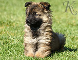 german shepherd puppies for sale