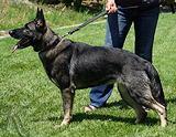 german shepherd dog