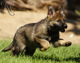 german shepherd puppies for sale