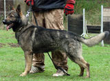 german shepherd  Carda