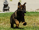 german shepherd puppy for sale