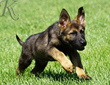 german shepherd puppy for sale