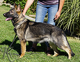 german shepherd future breeding female