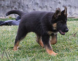 german shepherd puppy Cari