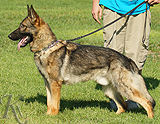 trained personal protection german shepherd dog for sale